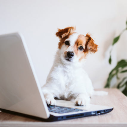 Read More About UsDog on laptop