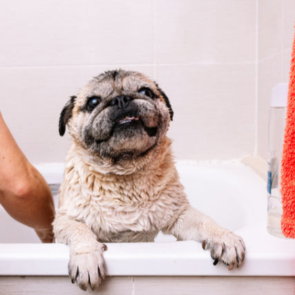 View Grooming ServicesPug in bath