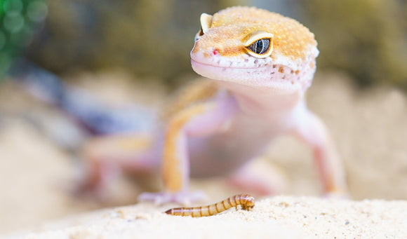 5 Great Beginner Pet Lizards