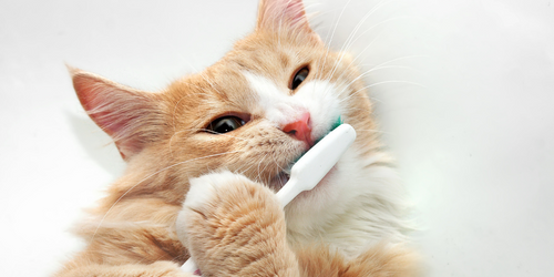 Dental Care Tips for Your Pet