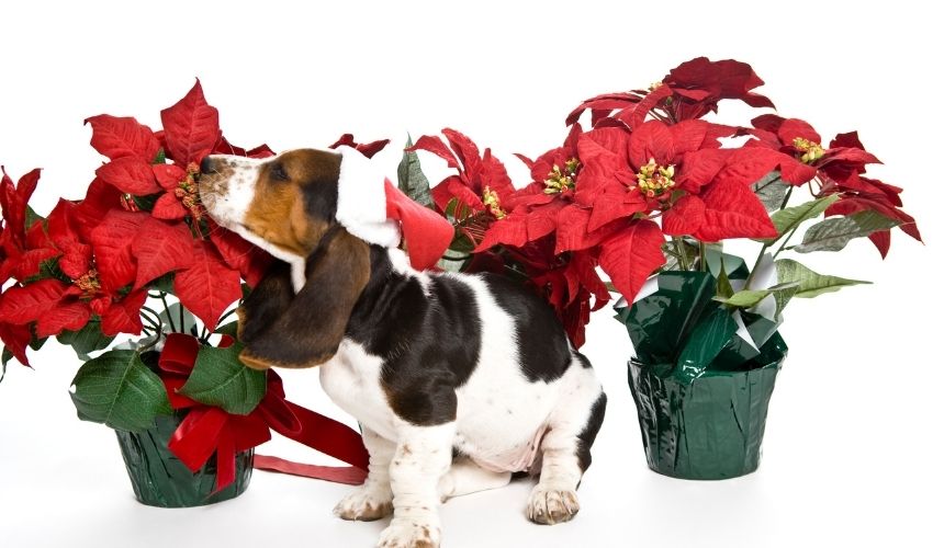 Doggy Danger: Beware of these Holiday Plants