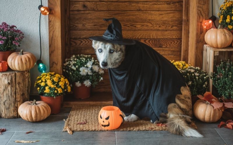 Keep Your Pets Safe While Trick-Or-Treating this Halloween