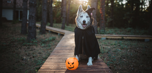 Halloween Pet Dangers