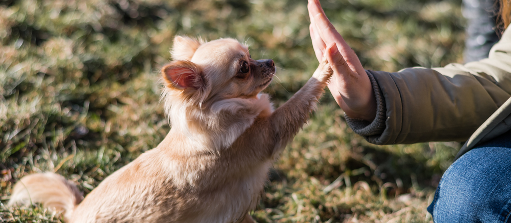 How to Housetrain an Adult Dog