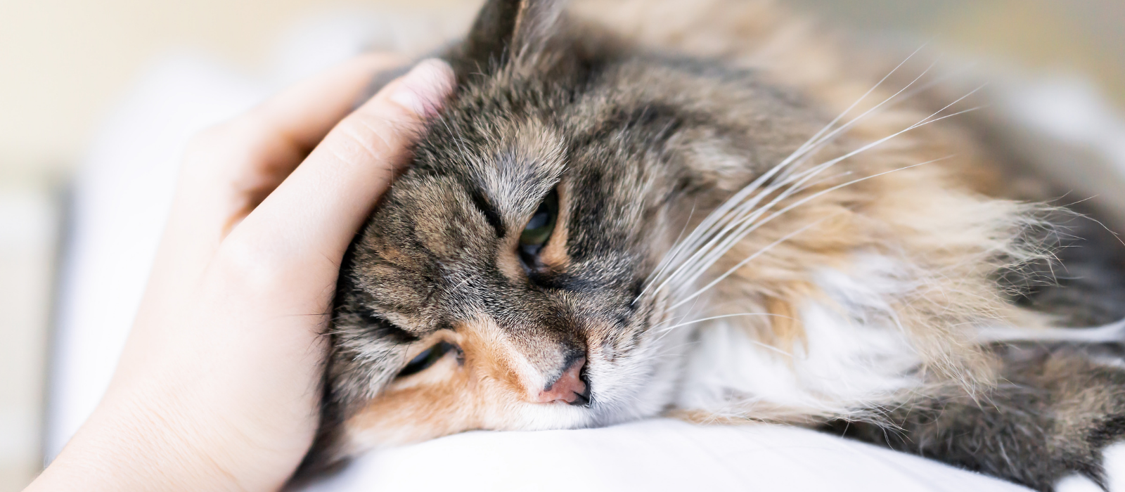 What We Can Do to Help With Feline UTIs