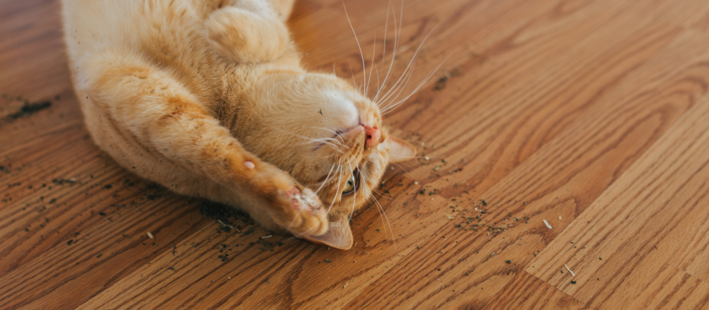 What Is Catnip and Why Do Cats Go Crazy for It?