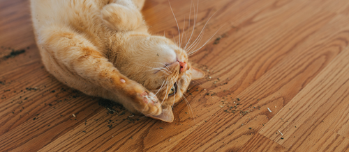 What Is Catnip and Why Do Cats Go Crazy for It?