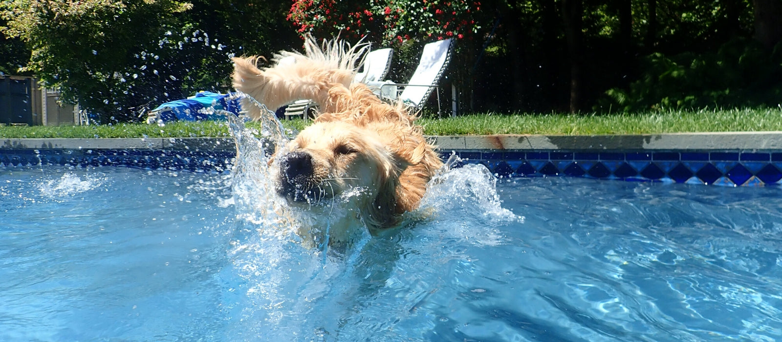 Cool Pet Tips for the Dog Days of Summer