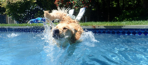 Cool Pet Tips for the Dog Days of Summer