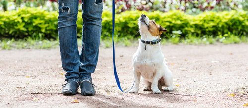 Teaching Your Dog to Heel