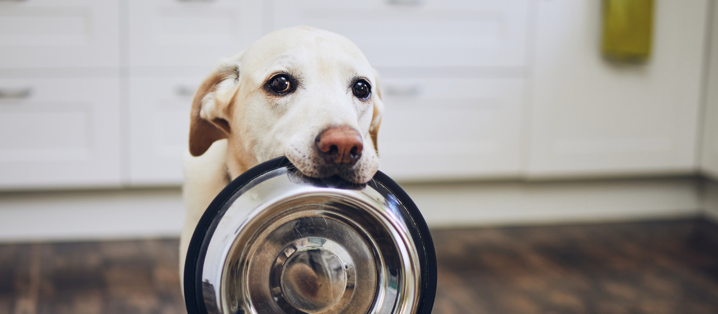 How To Choose The Right Food For Your Dog — Naturally Unleashed