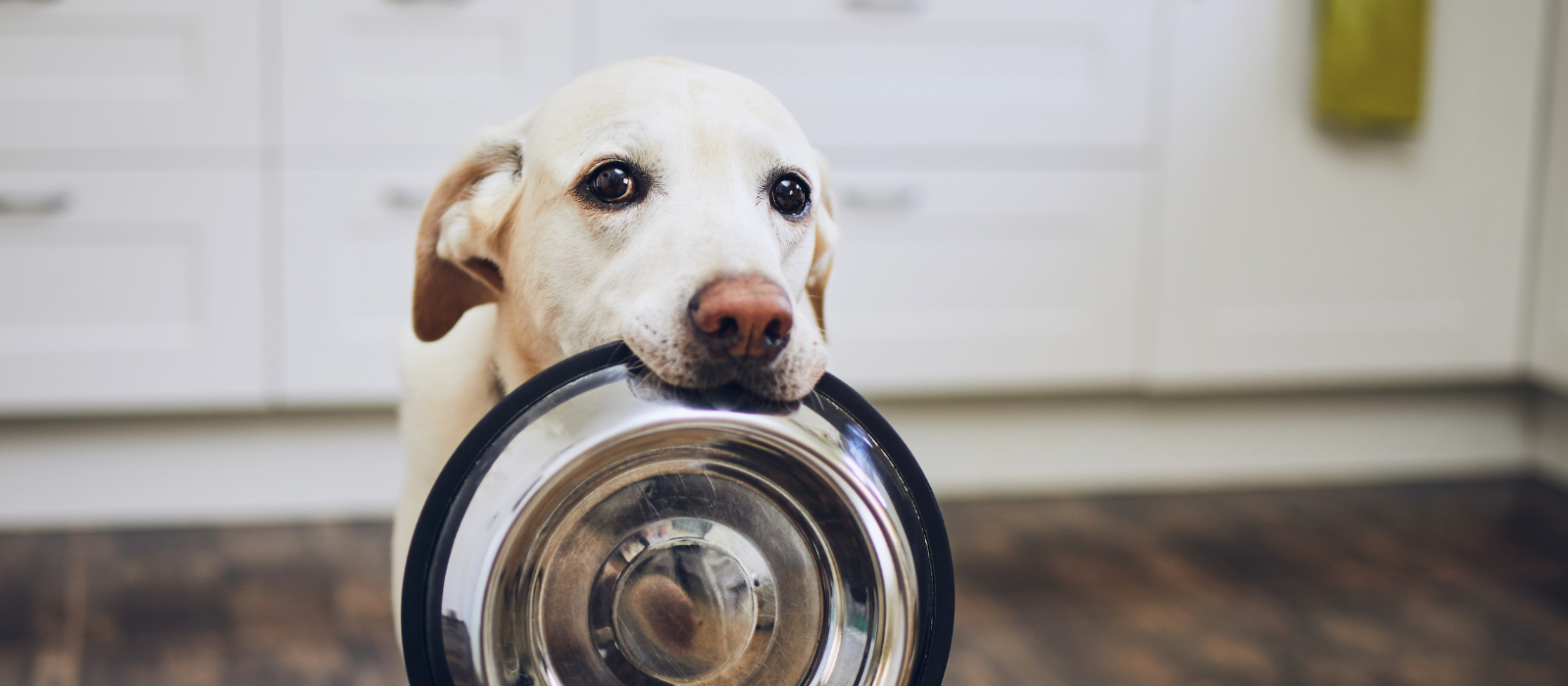 How to Choose the Right Food for Your Dog