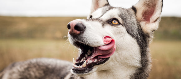 Reasons Your Dog Licks Excessively – And What to Do About It