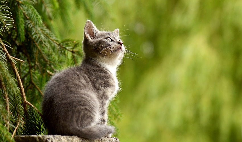 40 Greatest Reasons to Turn Your Home Into a Cat’s Refuge