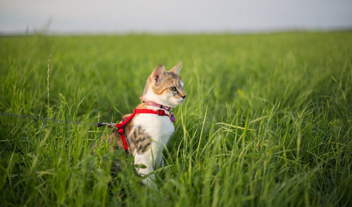 Cat Leash Training