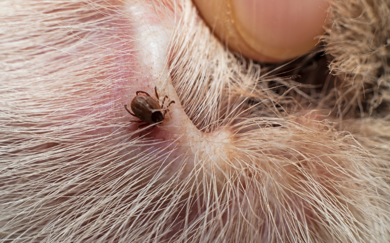 Finding Ticks on Your Dog – 5 Places to Look