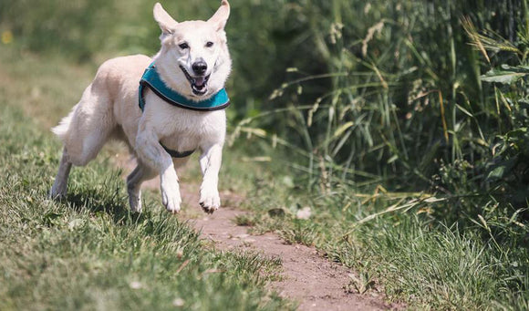 Fun, Cognitive Training Games for Dogs