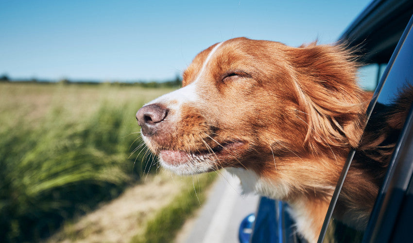 Hit the Road: Essential Summer Travel Gear for Your Pet