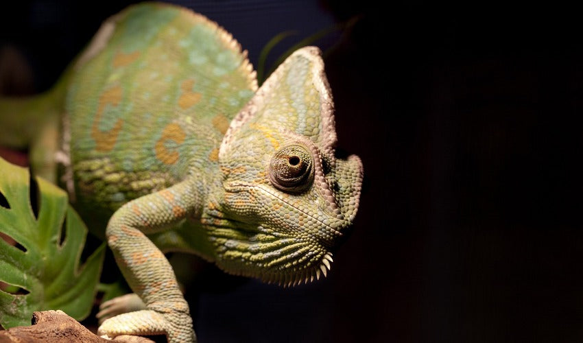 Helping Your Pet Reptile Through Climate Changes