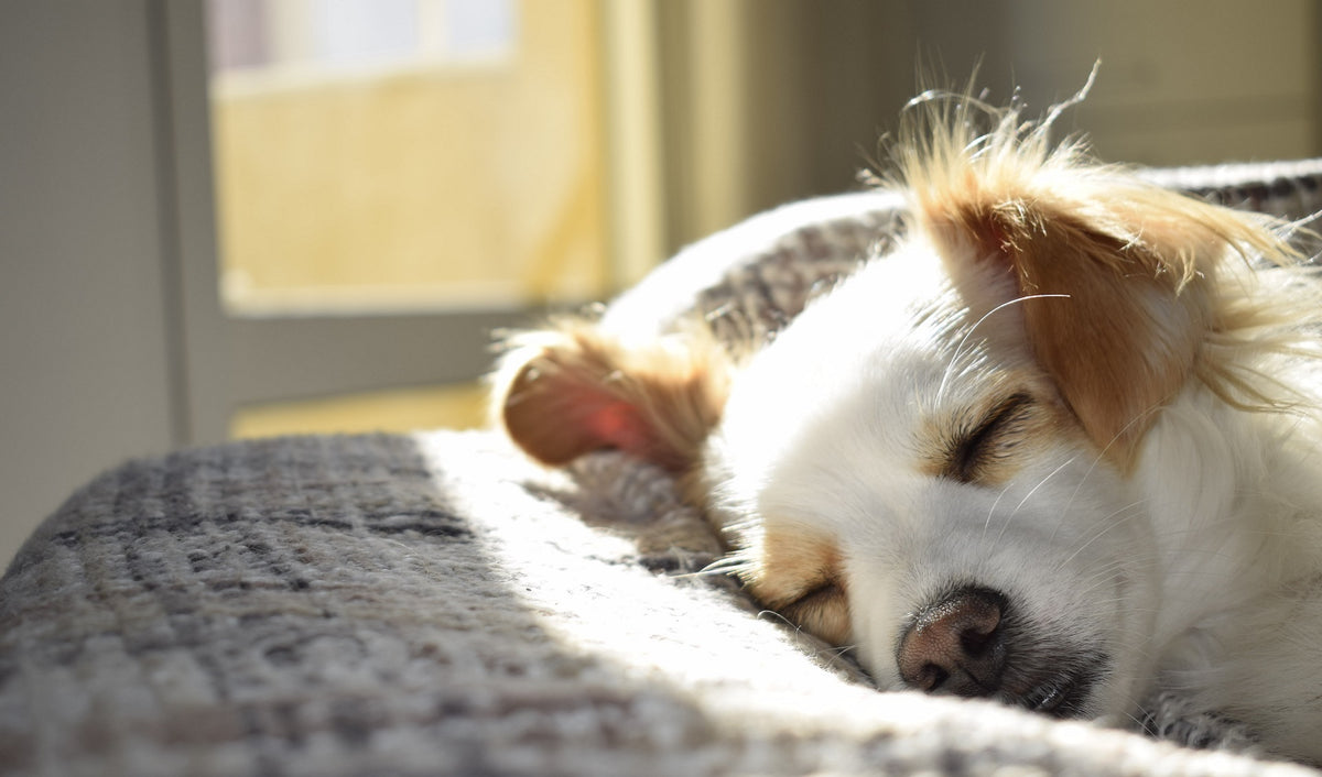 How to Help With Your Pet's Shedding — Naturally Unleashed