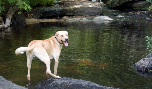 Dangers of Fresh Water Swimming With Your Pets – What You Should Know About Blue Algae