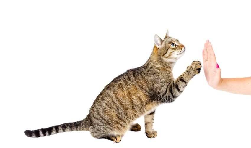 Clicker Training Your Cat