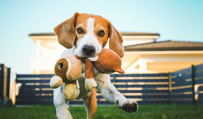Dog In May National Pet Month: 5 Easy Ways to Celebrate Your Pet in May