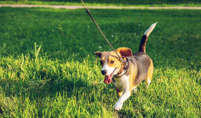 Walking Your Dog: 4 Simple Ways to Keep it Interesting