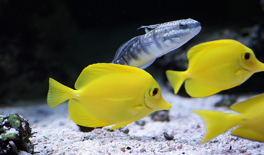 What You Need To Know About Saltwater Aquariums