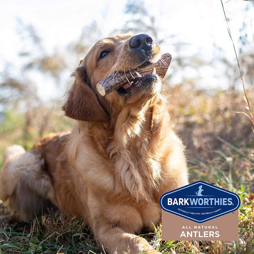 Barkworthies Split Elk Antler Dog Chew for Large Breed Dogs