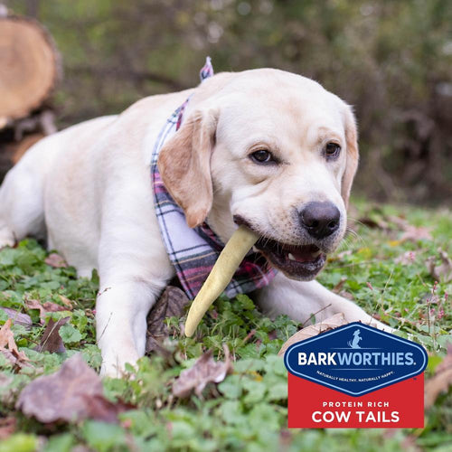 Barkworthies All Natural Cow Tail Dog Chews