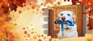 Fall leaves background with yellow lab holding a blue leash in a swash frame