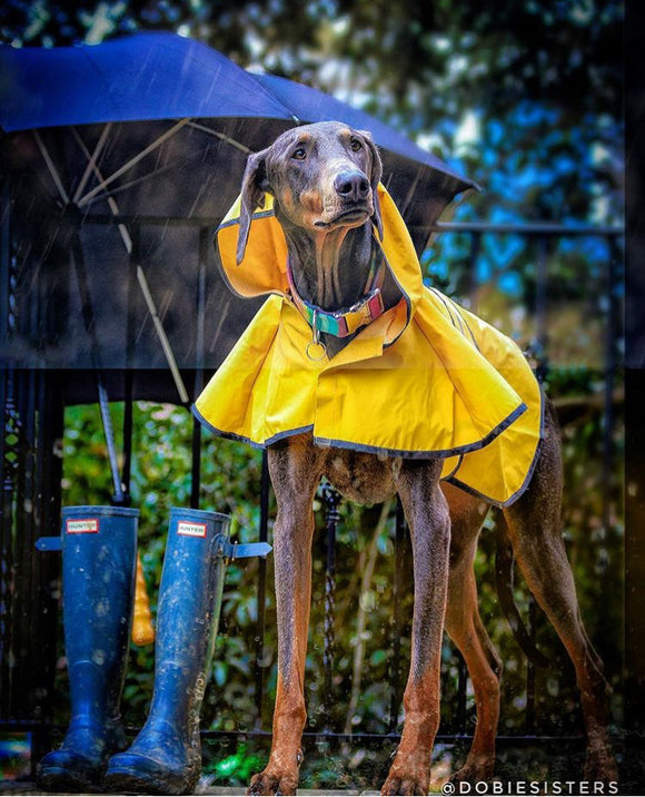 Ethical Pet Rainy Days Slicker Yellow (Yellow, Extra Large)