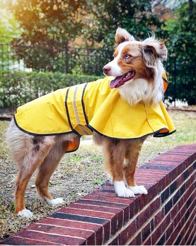 Ethical Pet Rainy Days Slicker Yellow (Yellow, Extra Large)