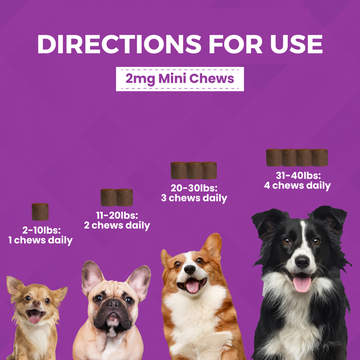 Nootie Mini Progility Calming Aid Soft Chew Supplement For Small and Medium Dogs (60 Count)