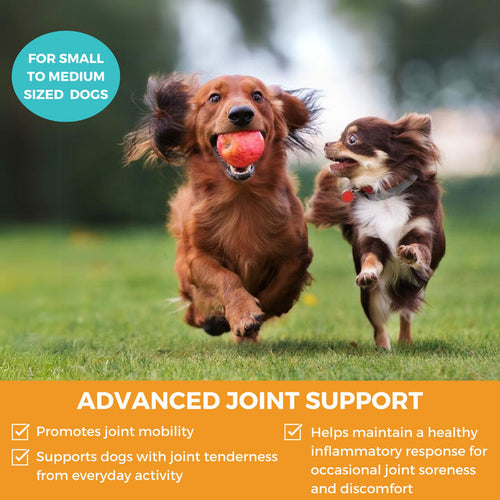 Nootie Progility Minis Hip & Joint Soft Chew Supplement For Small & Medium Size Dogs (60 Count)