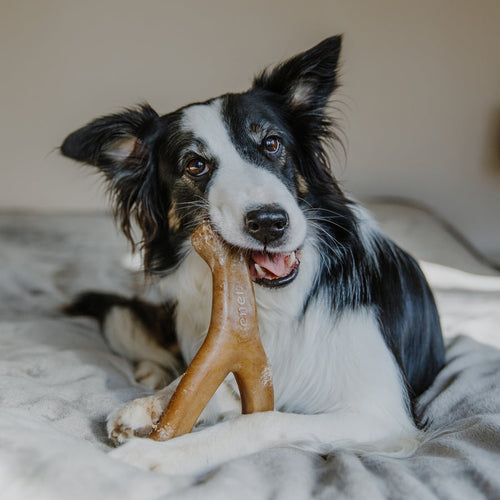 Benebone Bacon Wishbone