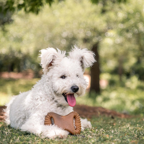 Benebone Bacon Dental Chew (MD)