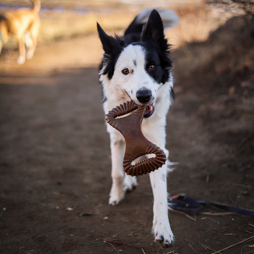 Benebone Peanut Butter Dental Chew (MD)