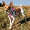 Bay Dog Liberty Bay Dog Harness (XL, Pink)