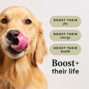 Instinct® RawBoost™ High-Protein Beef Dry Dog Food