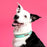ZippyPaws Vivid Collection Teal Dog Collar